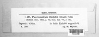 Pucciniastrum epilobii image